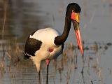 Africa 153 : Africa, Animal, Bird, Botswana, Okavango, Saddle-billed Stork, Vumbura Plains